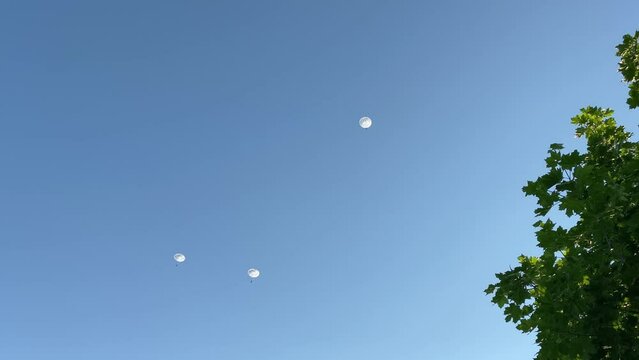 A group of parachutists with white parachutes floating in the sky as seen from below.