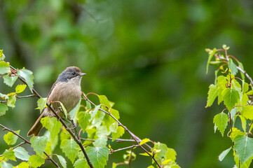 Pipipi, Mohoua novaeseelandiae