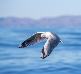 Red-billed Gull, Chroicocephalus novaehollandiae scopulinus