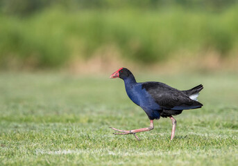 Australian Swamphen, Porphyrio melanotus melanotus