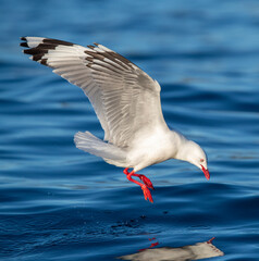 Red-billed Gull, Chroicocephalus novaehollandiae scopulinus
