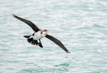 Australian pied cormorant, Phalacrocorax varius varius