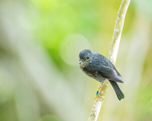 North Island Robin, Petroica longipes