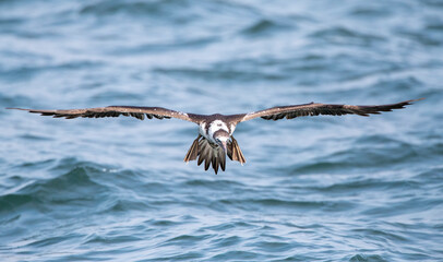 Northern Gannet, Morus bassanus