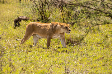 Fototapeta na wymiar Lion in Masai Mara Game Reserve of Kenya.
