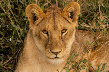 Lion in Masai Mara Game Reserve of Kenya.