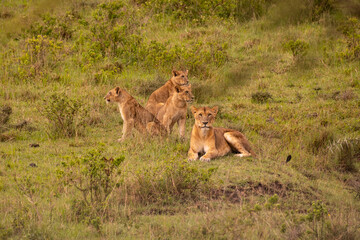 Lion in Masai Mara Game Reserve of Kenya.
