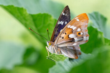 Fototapeta na wymiar Butterfly on blossom flower in green nature.