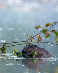 Eurasian beaver (Castor fiber), Carpathians, Bieszczady, Poland. © Szymon Bartosz