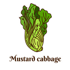 Mustard cabbage, green mustard, Chinese mustard. Hand drawn flat cartoon vector illustration isolated on white background.