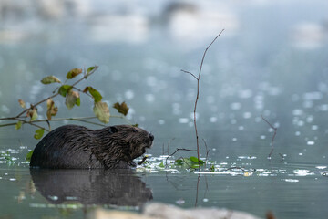 Eurasian beaver (Castor fiber), Carpathians, Bieszczady, Poland.
