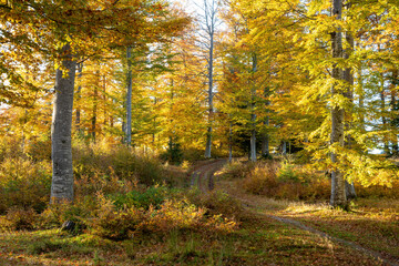 Fototapeta premium Morning sunlight over a mountain forest in autumn
