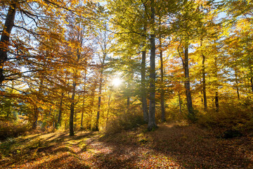 Fototapeta premium Sun shining through an autumn forest in the morning