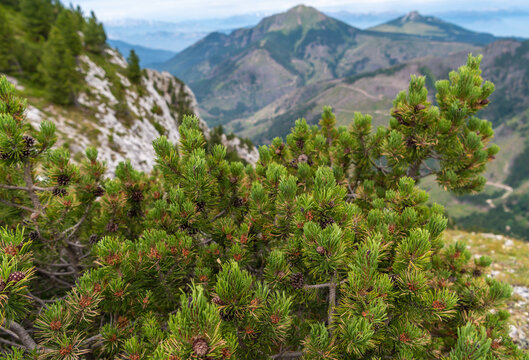 Pinus mugo is a shrubby and bushy conifer with a prostrate and twisted bearing. Dolomiti mountains, northern Italy