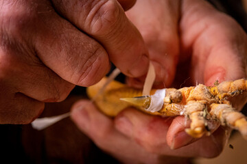sujeccion de espolon artificial, gallos de pelea, Mallorca, balearic islands, Spain