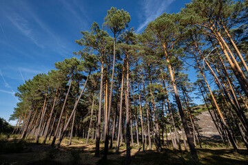 bosque de pino silvestre , Pinus sylvestris,Navaleno, Soria, Comunidad Autónoma de Castilla,...