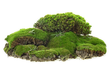 Green mossy hill with grass isolated on a white background