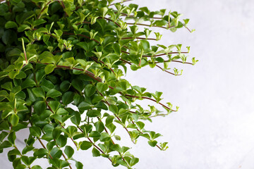 Peperomia reticulata, trendy house plant, modern interior design