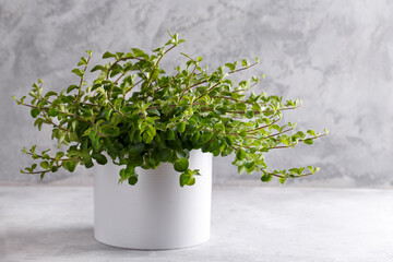 Peperomia reticulata, trendy house plant in a white ceramic pot, modern interior design