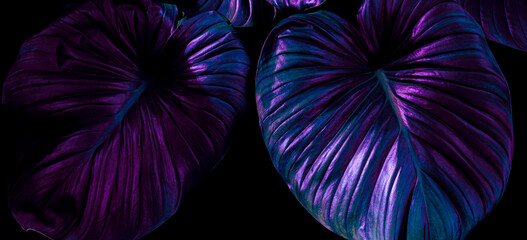 tropical leaf background, dark blue purple color toned