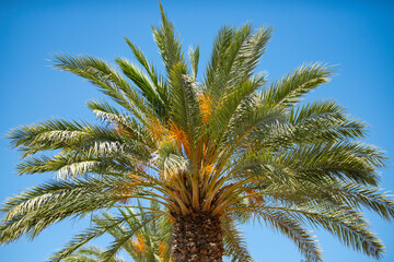 Coconut palm trees, beautiful tropical texture with sun light on sky abstract background.