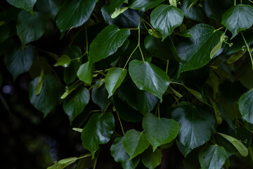Small-leaved linden green leaves
