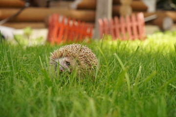 Hedgehog in the garden in the backyard.