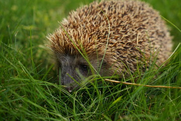 Hedgehog in the garden in the backyard.