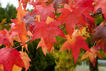 Liquidambar colorful autumnal foliage