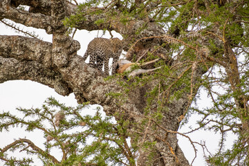 Leopard in Masai Mara Game Reserve of Kenya