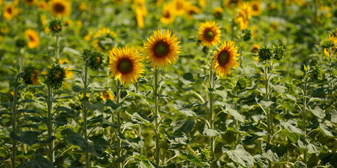 sunflower field in sunny day