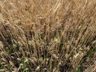 golden wheat on the field, wheat background