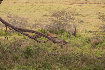 Leopard on A Tree in Serengeti National Park of Tanzania
