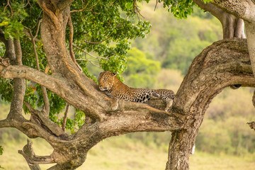 Leopard in Masai Mara Game Reserve of Kenya