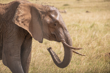 Elephant in Masai Mara Game Reserve of Kenya.