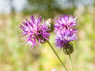 Obraz premium Cornflower flowers on a field on a summer sunny day. Close-up.
