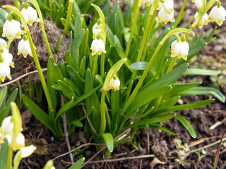 snowdrops in the garden in the village