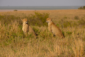 Cheetahs in Masai Mara Game reserve of Kenya