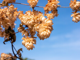 Clusters of dried hop cones on a branch against a blue sky. Close-up.