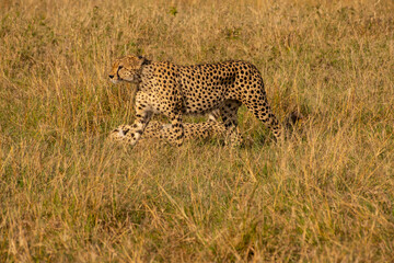 Cheetahs in Masai Mara Game reserve of Kenya
