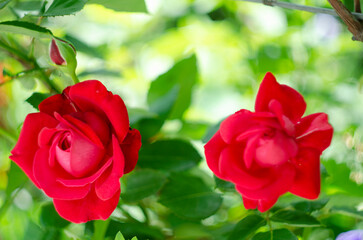 Two red roses, soft focus. Two red roses on a dark blurry background. Close-up of two red roses against a background of green leaves on a sunny day in the garden.