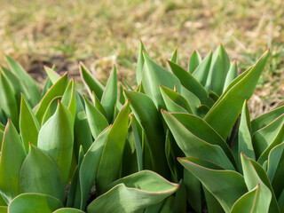 Young, green tulip shoots growing in a forest clearing in early spring. Close-up.