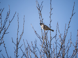 A sparrow sits on the upper branches of trees, against the sky, in spring.