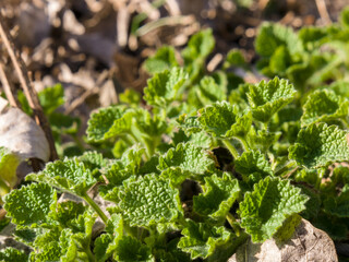 Young green shoots of grass, through old and withered leaves, in early spring. Close-up.