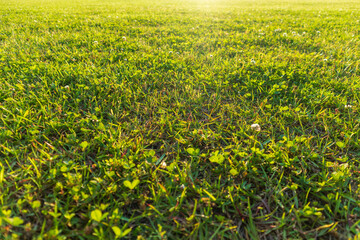 芝生の緑と光