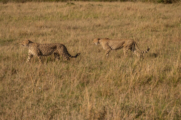 Cheetahs in Masai Mara Game reserve of Kenya