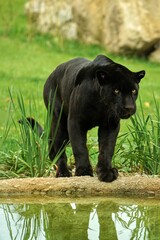 black jaguar on the hunt © Ivan