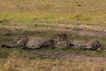Cheetahs in Masai Mara Game reserve of Kenya