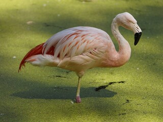 The Chilean flamingo (Phoenicopterus chilensis) Phoenicopteridae family. 