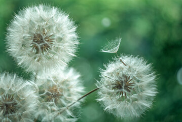 Abstract dandelion flowers background